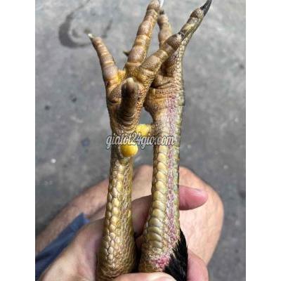 Gà ( Vật Nuôi ) Mỏ Cày Nam - Bến Tre