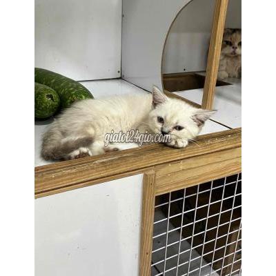 Mèo ( Vật Nuôi ) Bình Chánh - Hồ Chí Minh