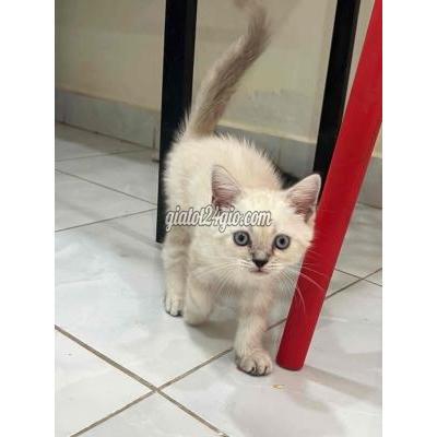 Mèo ( Vật Nuôi ) Bình Chánh - Hồ Chí Minh