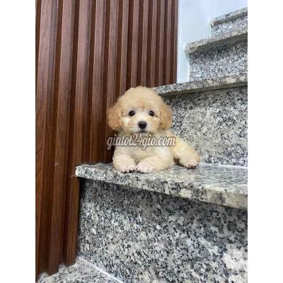 Vật Nuôi Thú Cưng Quận 12 - Hồ Chí Minh