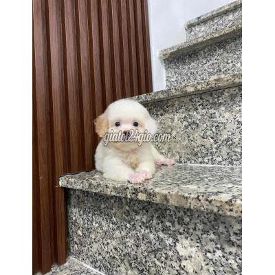 Vật Nuôi Thú Cưng Quận 12 - Hồ Chí Minh