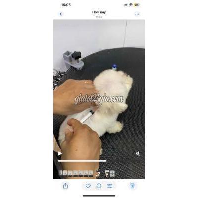 Vật Nuôi Thú Cưng Quận 7 - Hồ Chí Minh Vật Nuôi Thú Cưng Quận 7 - Hồ Chí Minh