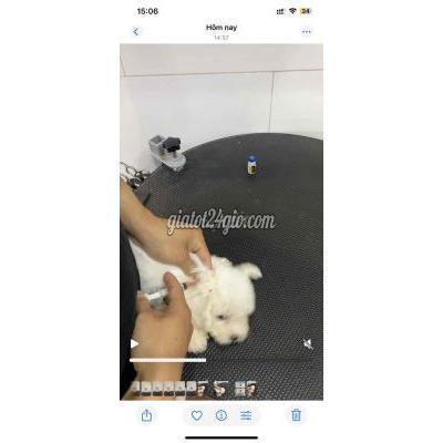 Vật Nuôi Thú Cưng Quận 7 - Hồ Chí Minh Vật Nuôi Thú Cưng Quận 7 - Hồ Chí Minh