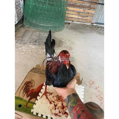 Gà ( Vật Nuôi ) Bình Thạnh - Hồ Chí Minh