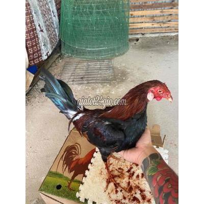 Gà ( Vật Nuôi ) Bình Thạnh - Hồ Chí Minh