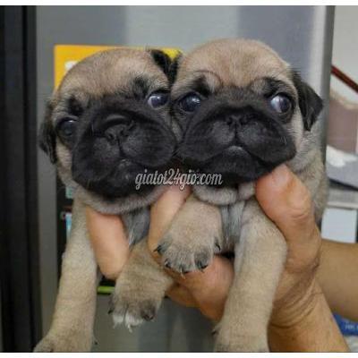 Vật Nuôi Thú Cưng Thủ Đức - Hồ Chí Minh