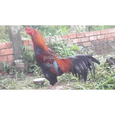 Gà ( Vật Nuôi ) Long Hồ - Vĩnh Long Gà ( Vật Nuôi ) Long Hồ - Vĩnh Long