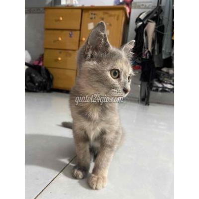 Mèo ( Vật Nuôi ) Nhà Bè - Hồ Chí Minh Mèo ( Vật Nuôi ) Nhà Bè - Hồ Chí Minh