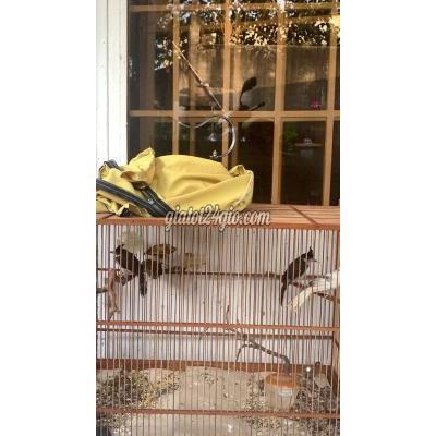 Chim ( Vật Nuôi ) Thủ Đức - Hồ Chí Minh