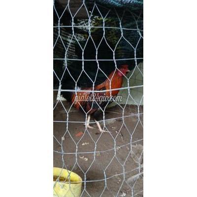 Gà ( Vật Nuôi ) Rạch Giá - Kiên Giang