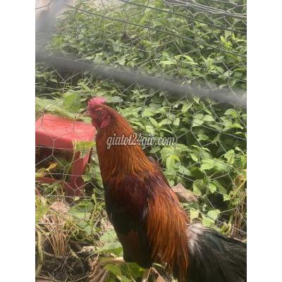 Gà ( Vật Nuôi ) Rạch Giá - Kiên Giang