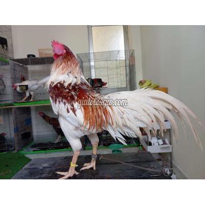 Gà ( Vật Nuôi ) Quận 8 - Hồ Chí Minh