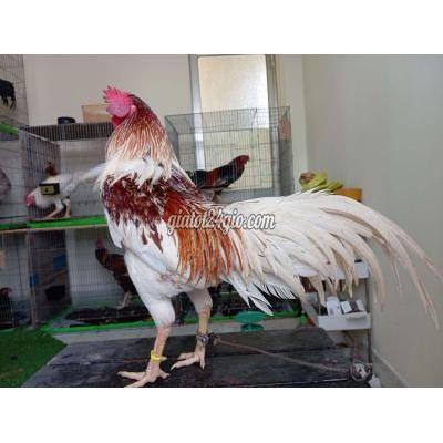 Gà ( Vật Nuôi ) Quận 8 - Hồ Chí Minh