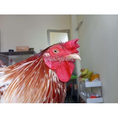 Gà ( Vật Nuôi ) Quận 8 - Hồ Chí Minh