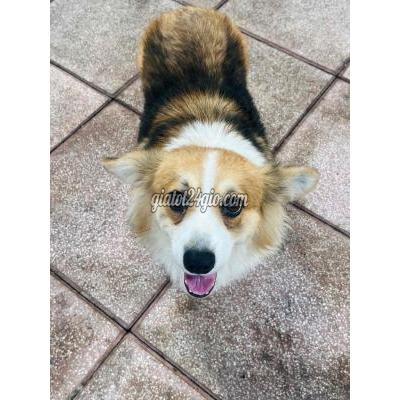 Vật Nuôi Thú Cưng Củ Chi - Hồ Chí Minh