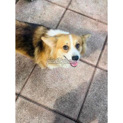 Vật Nuôi Thú Cưng Củ Chi - Hồ Chí Minh