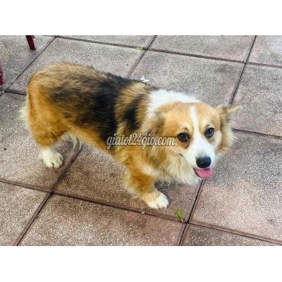 Vật Nuôi Thú Cưng Củ Chi - Hồ Chí Minh