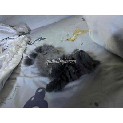 Mèo Vật Nuôi Thú Cưng Quận 1 - Hồ Chí Minh