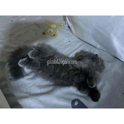 Mèo Vật Nuôi Thú Cưng Quận 1 - Hồ Chí Minh