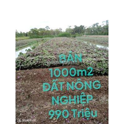Đất Nông Nghiệp Châu Thành - Tiền Giang Đất Nông Nghiệp Châu Thành - Tiền Giang