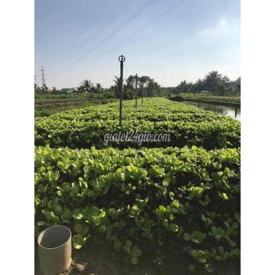 Đất Nông Nghiệp Châu Thành - Tiền Giang Đất Nông Nghiệp Châu Thành - Tiền Giang