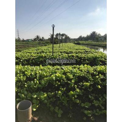 Đất Nông Nghiệp Châu Thành - Tiền Giang Đất Nông Nghiệp Châu Thành - Tiền Giang