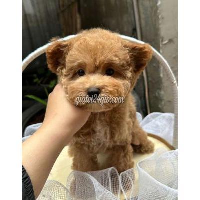 Vật Nuôi Thú Cưng Gò Vấp - Hồ Chí Minh Vật Nuôi Thú Cưng Gò Vấp - Hồ Chí Minh