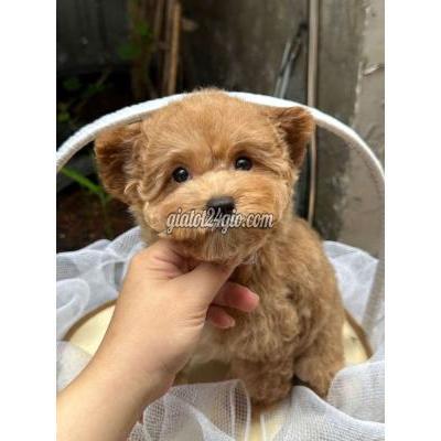 Vật Nuôi Thú Cưng Gò Vấp - Hồ Chí Minh Vật Nuôi Thú Cưng Gò Vấp - Hồ Chí Minh