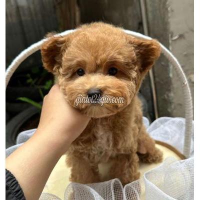 Vật Nuôi Thú Cưng Gò Vấp - Hồ Chí Minh Vật Nuôi Thú Cưng Gò Vấp - Hồ Chí Minh