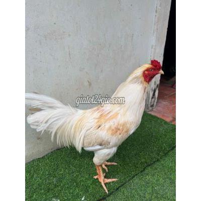 Gà ( Vật Nuôi ) Sa Đéc - Đồng Tháp Gà ( Vật Nuôi ) Sa Đéc - Đồng Tháp