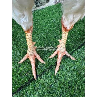Gà ( Vật Nuôi ) Sa Đéc - Đồng Tháp Gà ( Vật Nuôi ) Sa Đéc - Đồng Tháp