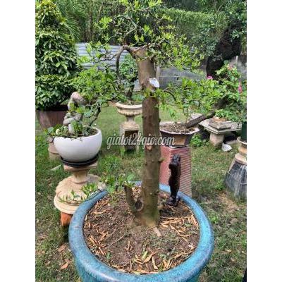 Cây Cảnh Cũ Thủ Đức - Hồ Chí Minh Cây Cảnh Cũ Thủ Đức - Hồ Chí Minh