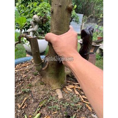 Cây Cảnh Cũ Thủ Đức - Hồ Chí Minh Cây Cảnh Cũ Thủ Đức - Hồ Chí Minh