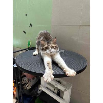 Mèo ( Vật Nuôi ) Bình Thạnh - Hồ Chí Minh Mèo ( Vật Nuôi ) Bình Thạnh - Hồ Chí Minh