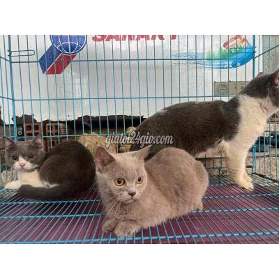 Mèo ( Vật Nuôi ) Quận 12 - Hồ Chí Minh Mèo ( Vật Nuôi ) Quận 12 - Hồ Chí Minh