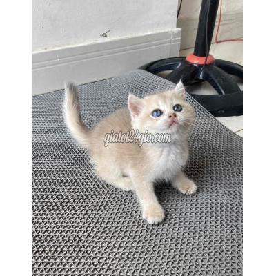 Mèo ( Vật Nuôi ) Thủ Đức - Hồ Chí Minh Mèo ( Vật Nuôi ) Thủ Đức - Hồ Chí Minh