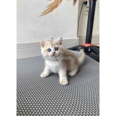 Mèo ( Vật Nuôi ) Thủ Đức - Hồ Chí Minh Mèo ( Vật Nuôi ) Thủ Đức - Hồ Chí Minh