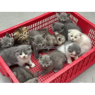 Mèo ( Vật Nuôi ) Thủ Đức - Hồ Chí Minh