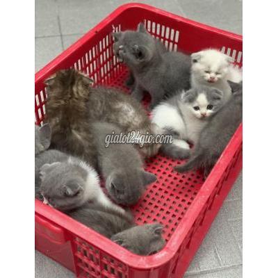 Mèo ( Vật Nuôi ) Thủ Đức - Hồ Chí Minh