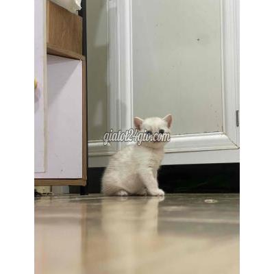 Mèo ( Vật Nuôi ) Quận 1 - Hồ Chí Minh