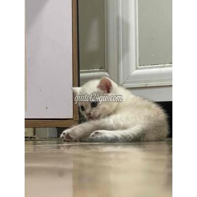 Mèo ( Vật Nuôi ) Quận 1 - Hồ Chí Minh