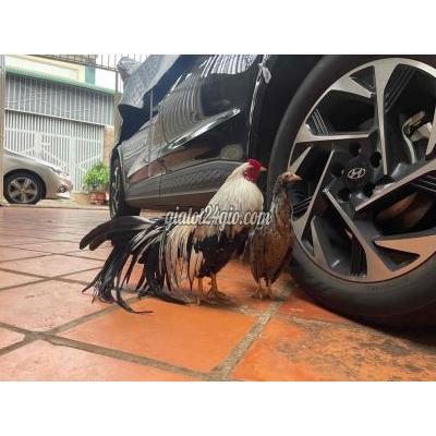 Gà ( Vật Nuôi ) Buôn Ma Thuột - Đắk Lắk