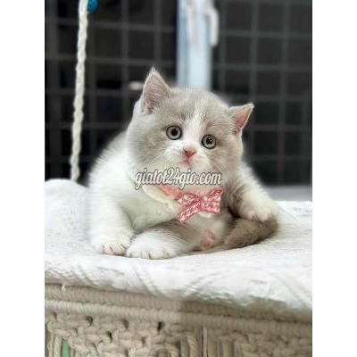 Mèo ( Vật Nuôi ) Quận 1 - Hồ Chí Minh Mèo ( Vật Nuôi ) Quận 1 - Hồ Chí Minh