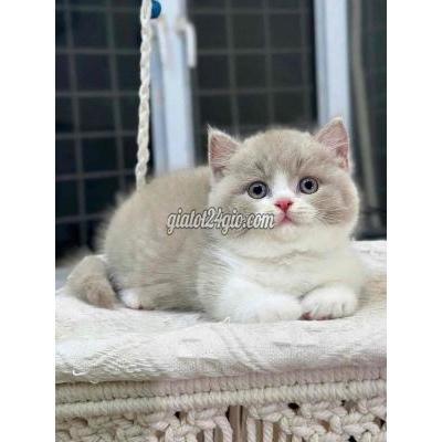 Mèo ( Vật Nuôi ) Quận 1 - Hồ Chí Minh Mèo ( Vật Nuôi ) Quận 1 - Hồ Chí Minh