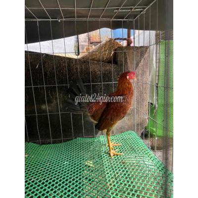 Gà ( Vật Nuôi ) Thủ Đức - Hồ Chí Minh Gà ( Vật Nuôi ) Thủ Đức - Hồ Chí Minh
