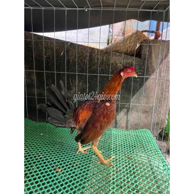 Gà ( Vật Nuôi ) Thủ Đức - Hồ Chí Minh Gà ( Vật Nuôi ) Thủ Đức - Hồ Chí Minh