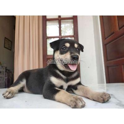 Vật Nuôi Thú Cưng Quận 10 - Hồ Chí Minh Vật Nuôi Thú Cưng Quận 10 - Hồ Chí Minh