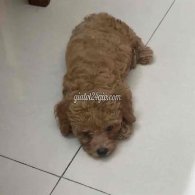 Vật Nuôi Thú Cưng Thanh Khê - Đà Nẵng Vật Nuôi Thú Cưng Thanh Khê - Đà Nẵng