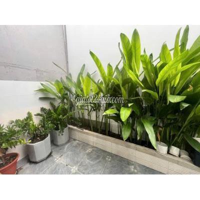 Bán Nhà Thủ Đức - Hồ Chí Minh