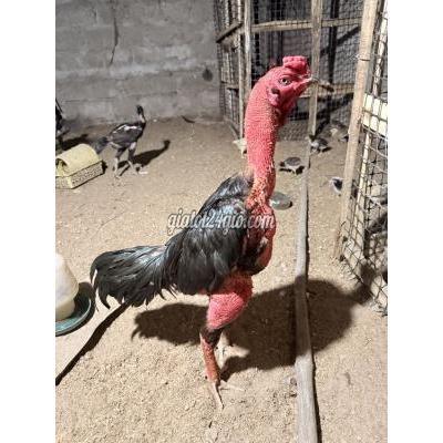 Gà ( Vật Nuôi ) Triệu Phong - Quảng Trị